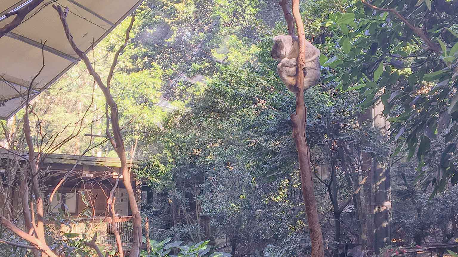 Read more about the article 動物に会える公園 ブラックバットリザーブ