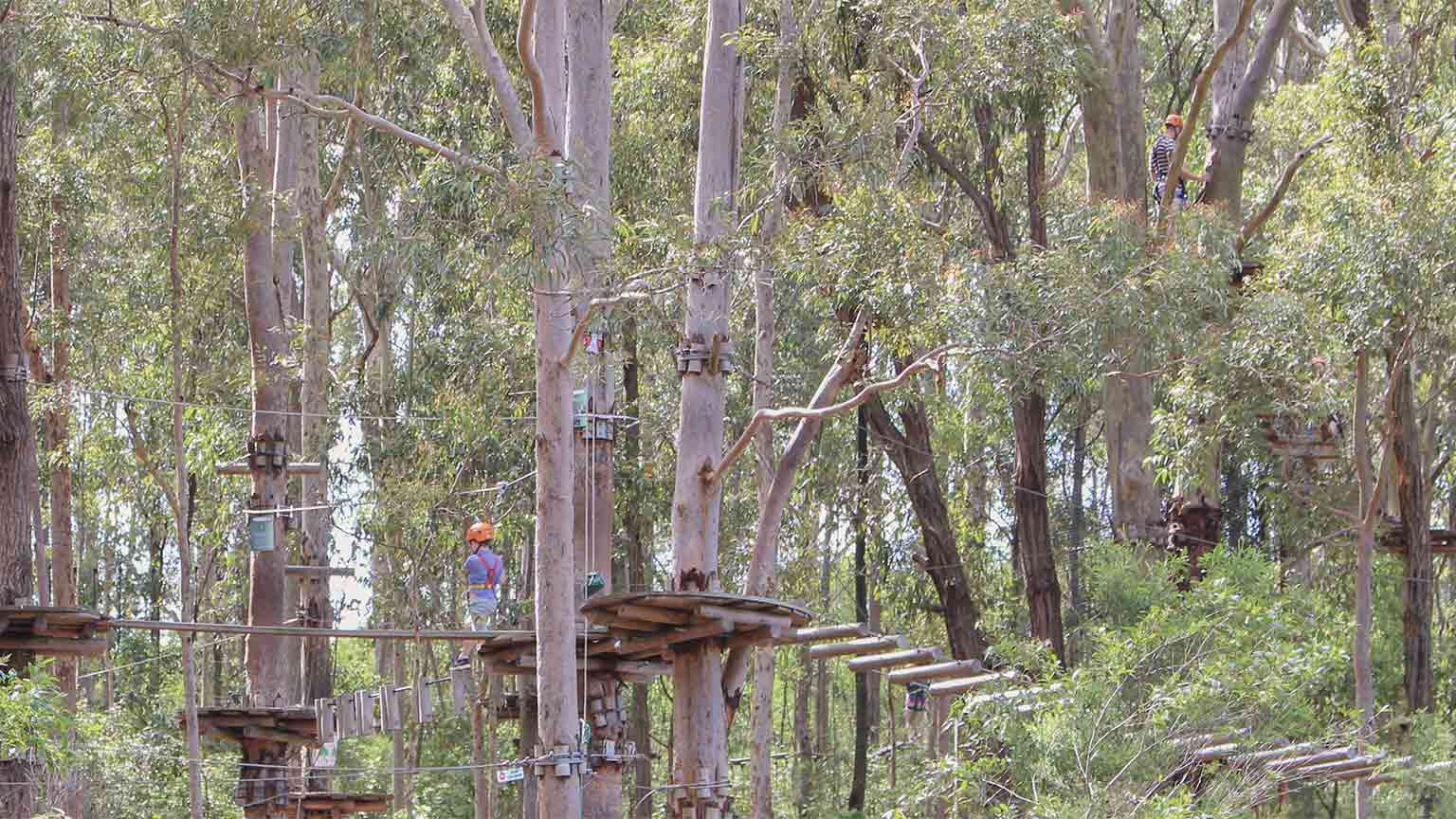 Read more about the article スリル満点のツリートップス アドベンチャー