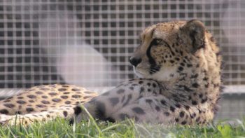 Read more about the article ハンターバリー動物園
