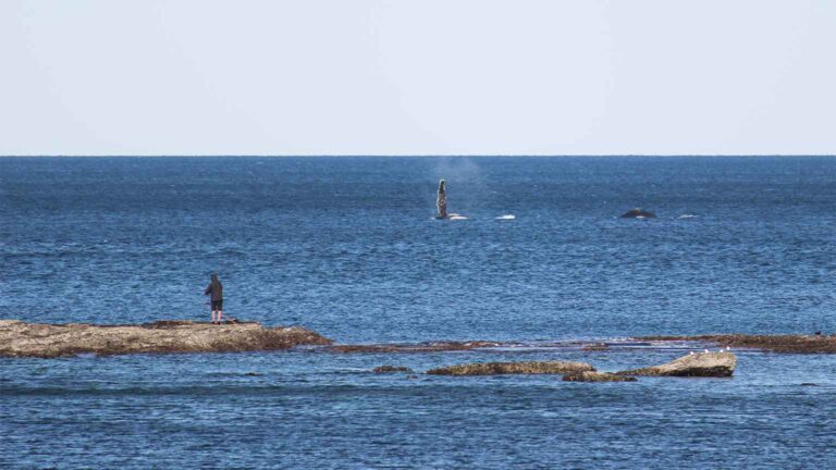 Nobbys beach whales