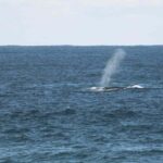 【ニューカッスル発】人気のクジラ クルーズツアー