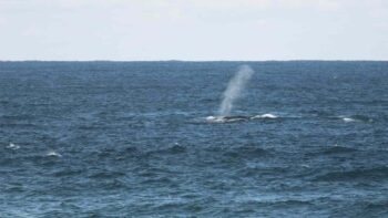 Read more about the article 【ニューカッスル発】人気のクジラ クルーズツアー